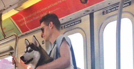 Because Dogs Without Carriers Aren’t Allowed On NYC Subway,…