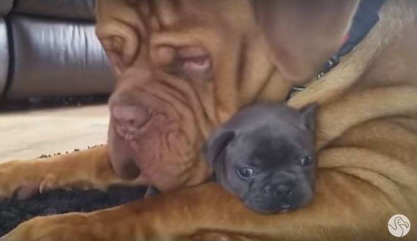 This Giant Dog Is Sooo In Love With His…