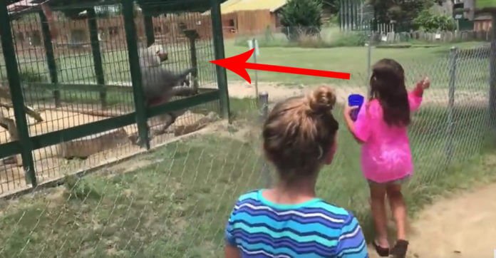 Little Girl Throws Food At A Baboon. What The Baboon Throws Back? Dang!