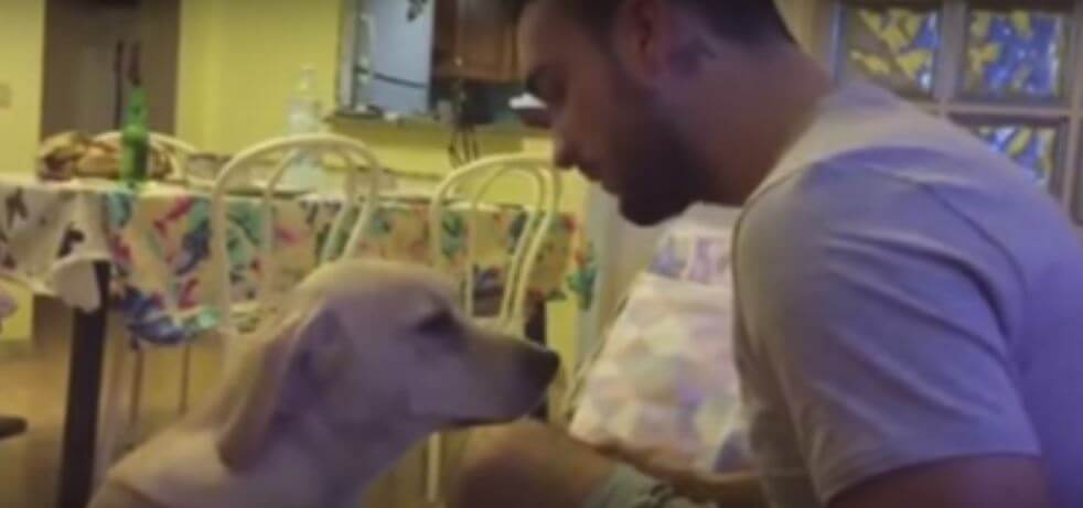 Guy Scolds His Pet Dog. What This Pooch Does…