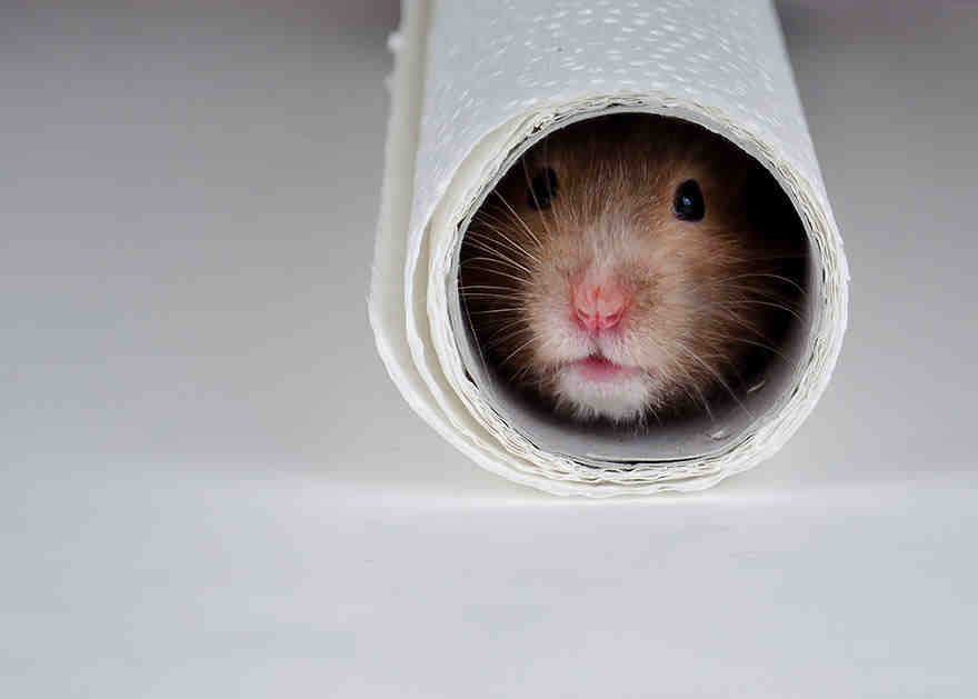 11 Lovely Pictures Of Hamsters. Why You Gotta Be…