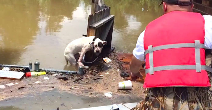 Exhausted Pit Bull Stranded In Floodwaters For 16 Hours…