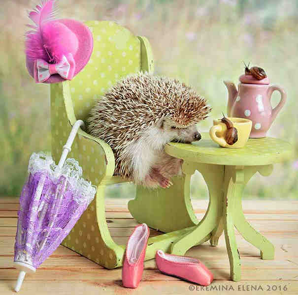 10 Super Fun Pictures Of Hedgehogs Acting Like Humans.…