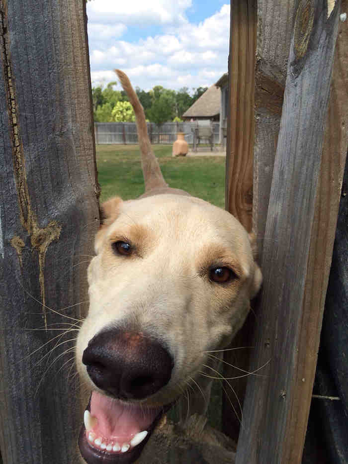 11 Dogs Who Are Too Desperate To Say ‘Hi’.…