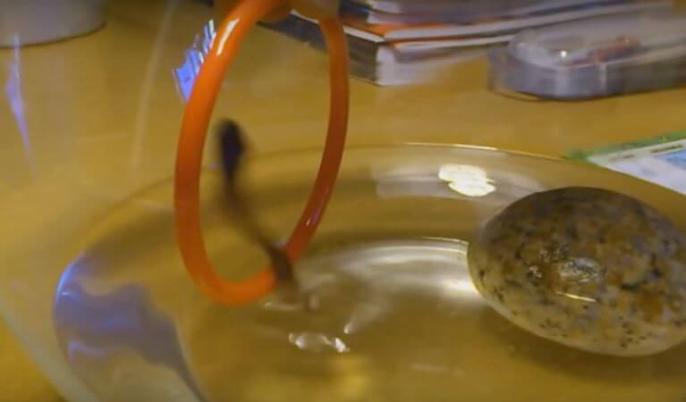 Wow! This Tiny Fish Is So Talented He Could…