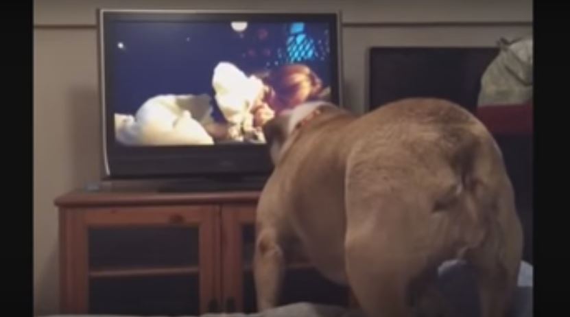 Be Still, My Heart! Dog Adorably Alerts Girl In…