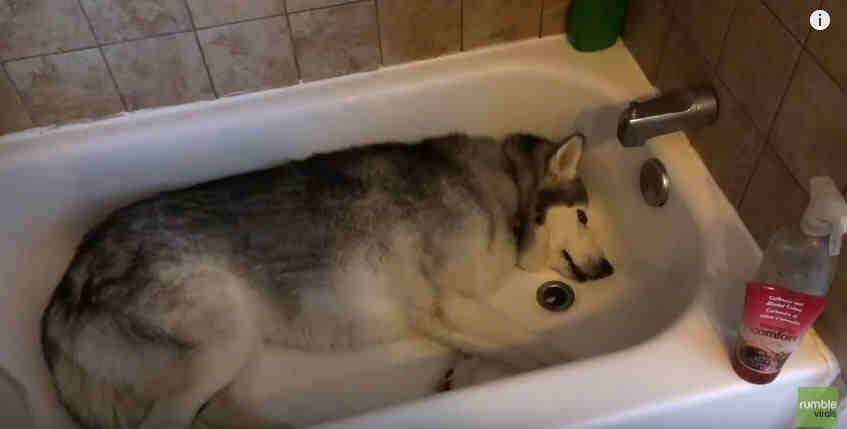 Human Tells Husky To Get Out Of The Bathtub.…