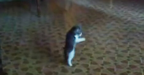 Brave Kitten Spots An Intruder. Now Watch How She…