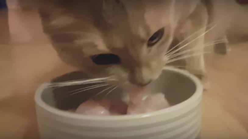 This Kitty Makes The Sweetest Sounding Noises Whenever She…