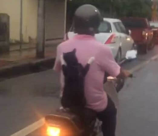 Watch: Cat Rides The Motorcycle Like A Pro. I…