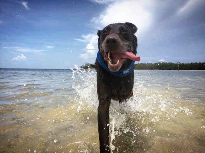 This Lab Was Given Only 6 Months To Live……