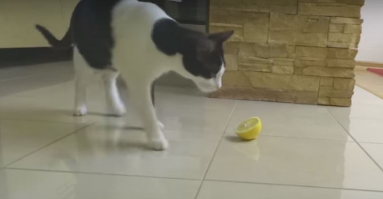 Cat Finds A Lemon Slice On The Floor. Now,…