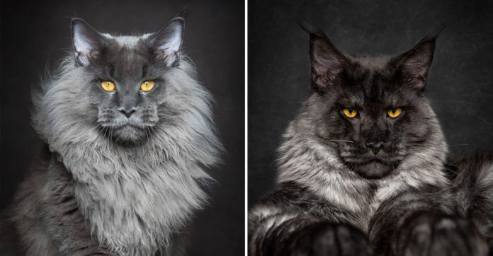 Have You Ever Seen A Maine Coon Closely? This…