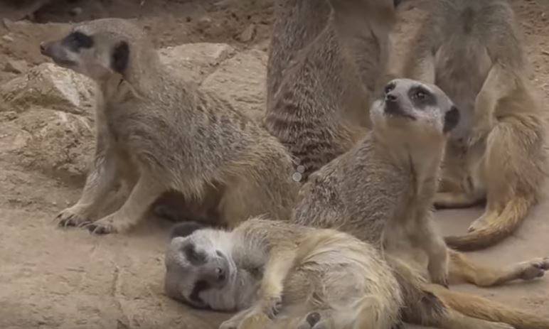 Meerkat Can’t Stop Stealing Naps! Cuteness Overload!