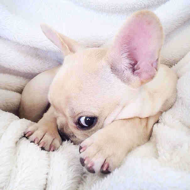 This Narcoleptic Pooch Makes The Best Bedtime Photos. LIKE,…