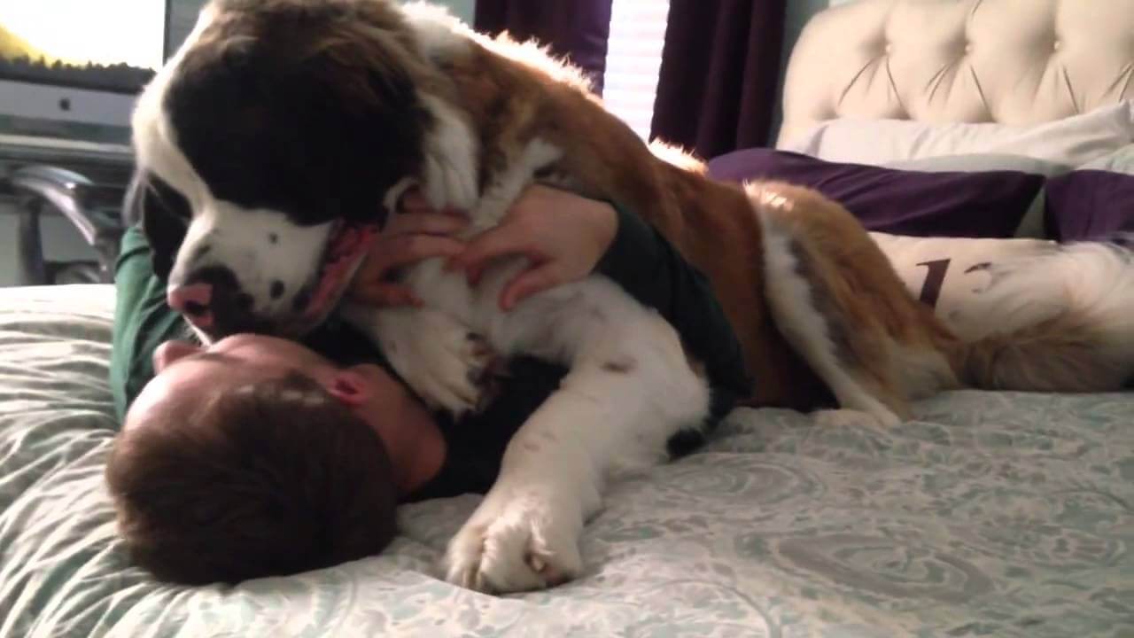 This Dog’s Dad Just Got Back Home From Work.…