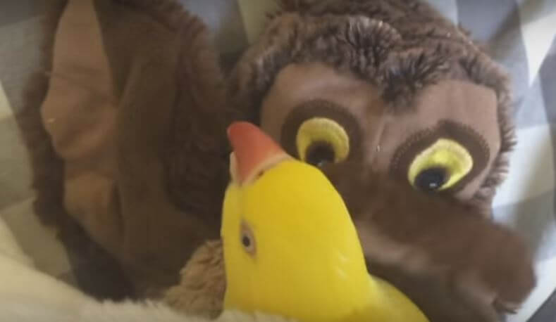 Parrot Can’t Stop Snuggling With Her Toy Owl! Insanely.…