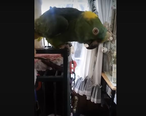 Whenever This Parrot’s Human Scolds Him, He Bursts Out…