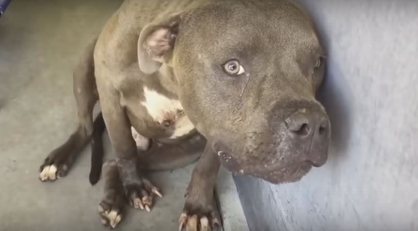 This Pooch Was Rescued From A Dog Fighting Operation.…