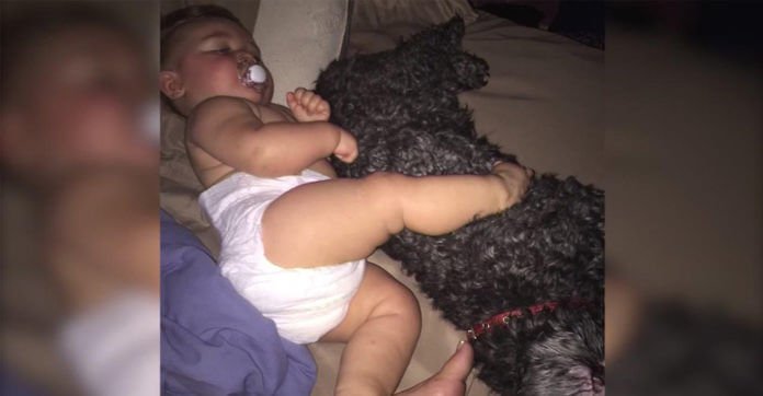 How This Family Dog Saved His 8 Month Old…