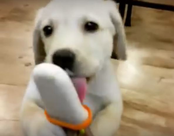 Puppy Can’t Get Enough Of His Yummy Pupsicle. So…