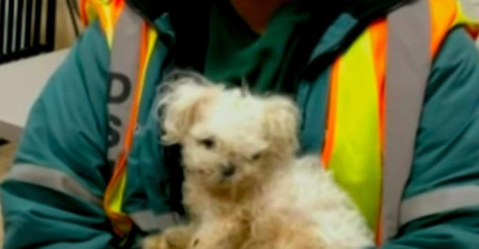 Sanitation Worker Rescues A Puppy Who Was Nearly Dumped…