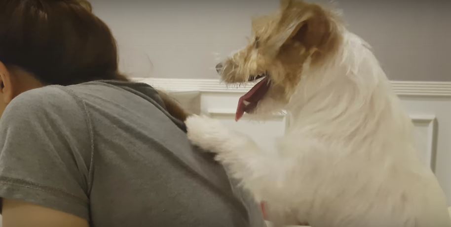 WATCH: This Pooch Gives The Best Back Scratches In…