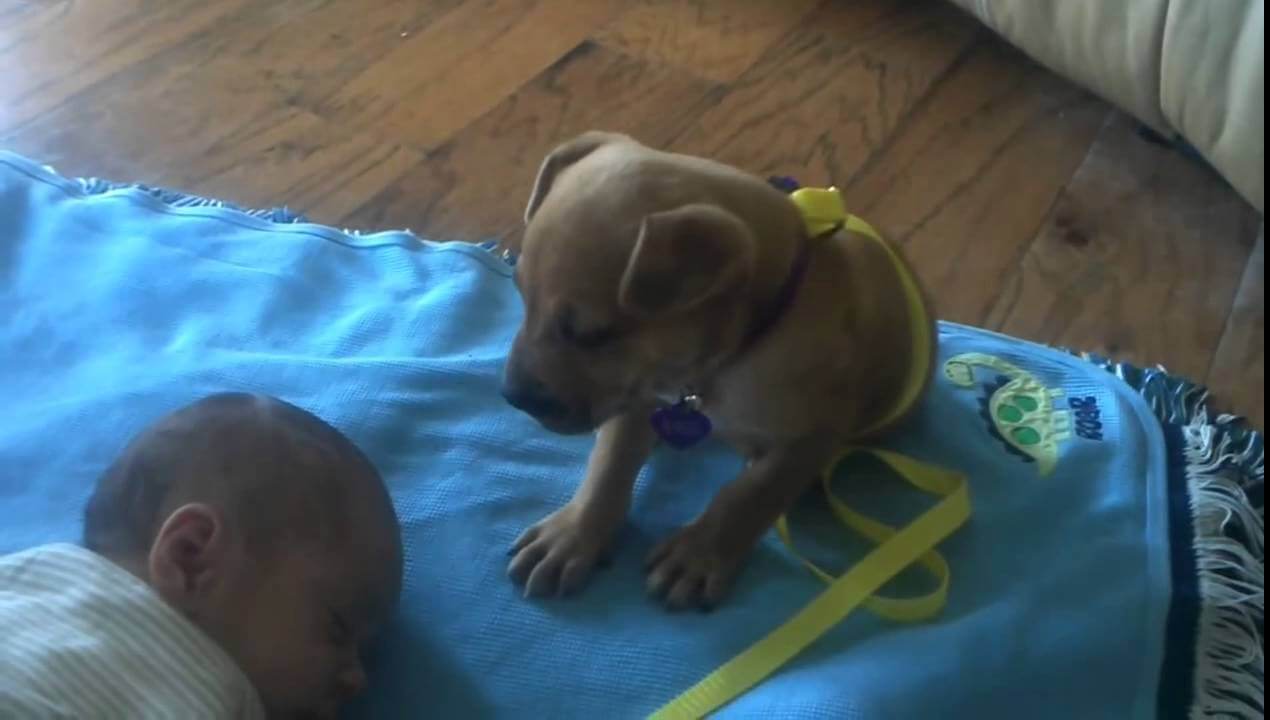 This Sleepy Dog Tries Her Best To Keep Watch Over The Napping Baby… Until She Does THIS. My Heart!