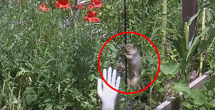 Squirrel Keeps Raiding The Bird Feeder. Then This Family…