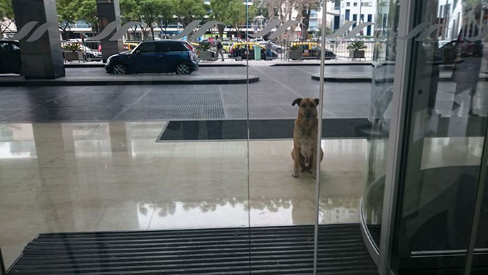 Stray Dog Kept Following Her Wherever She Went. When…