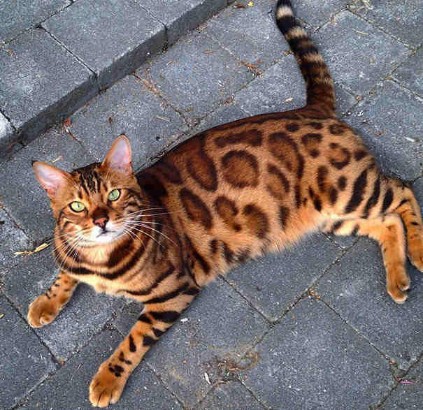 Instagram/Thor The Bengal