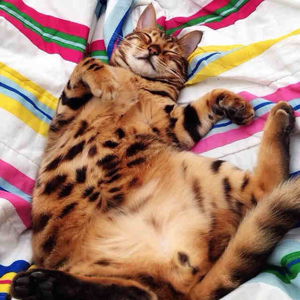 Instagram/Thor The Bengal