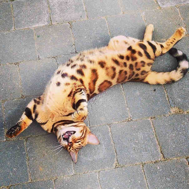 This Bengal Cat’s Fur Is Driving Internet Crazy! He’s…