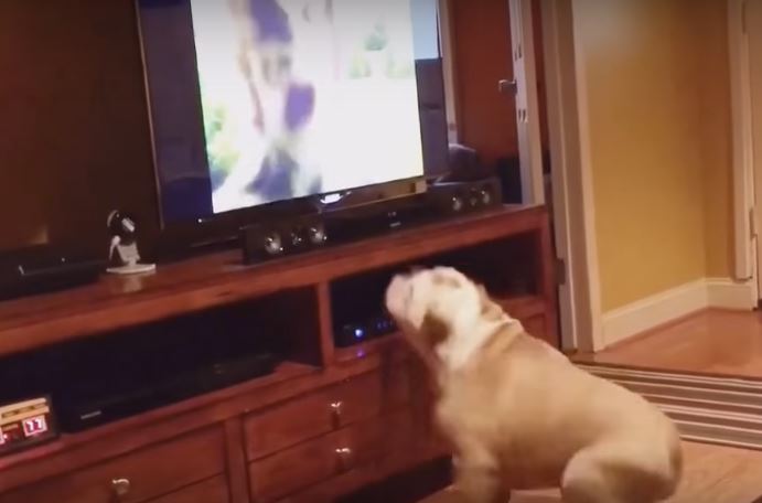 Watch: Pooch Who Sits Too Close To The TV…