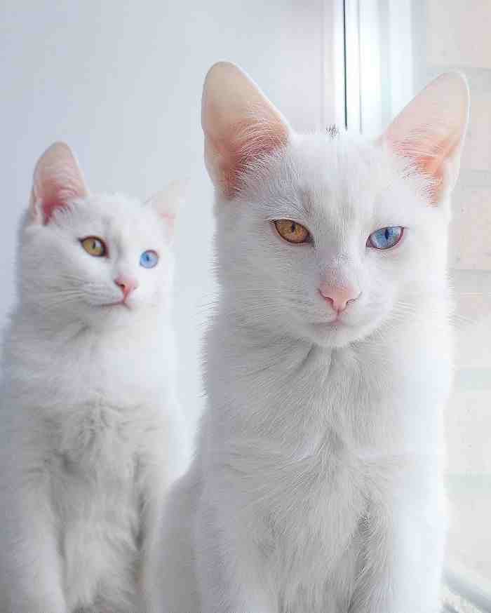 These Lovely Felines Are Considered ‘The Most Beautiful Twin…