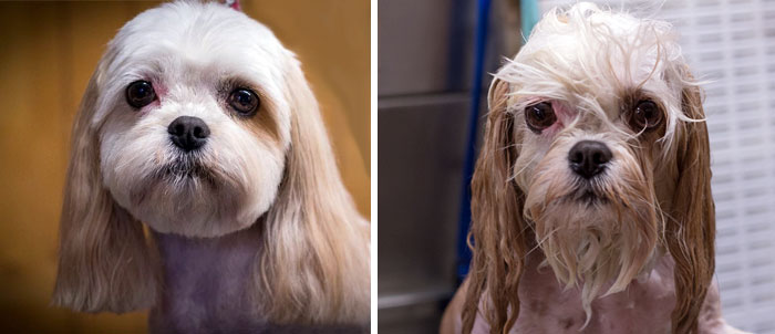 10 Hilariously Funny Pictures Of Dogs Before And After…