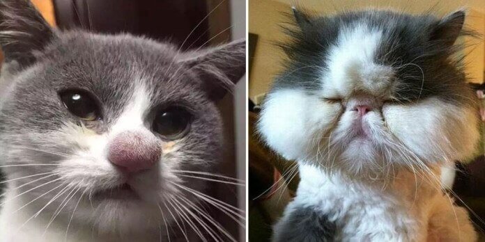 12 Cats Who Were Stung By Bees… Yet They…