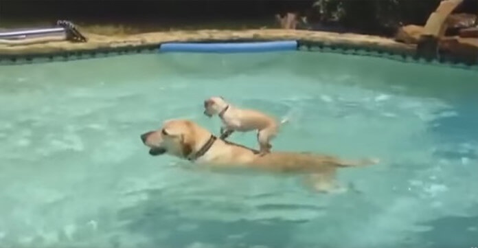 Chihuahua Wants To Cross The Swimming Pool. How He…