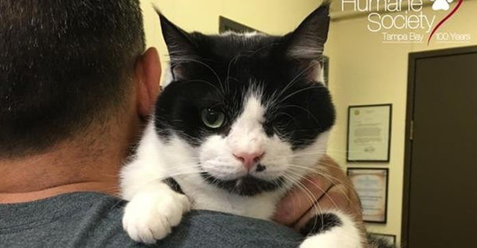 Hit By A Car And Buried, This Cat Emerged…