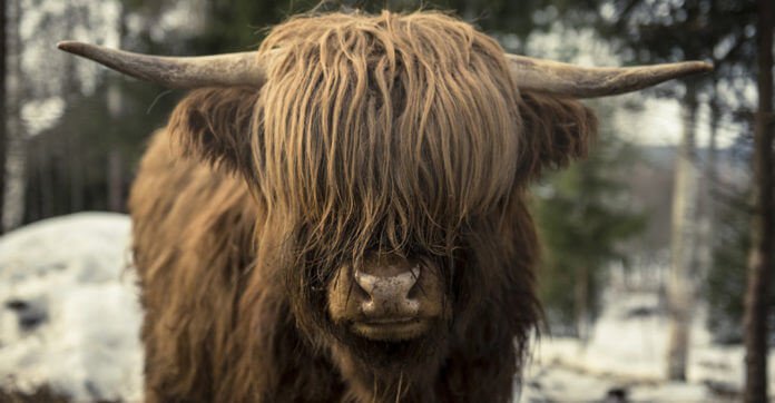 Man Takes Sleeping Pills, Accidentally Orders A Yak Online