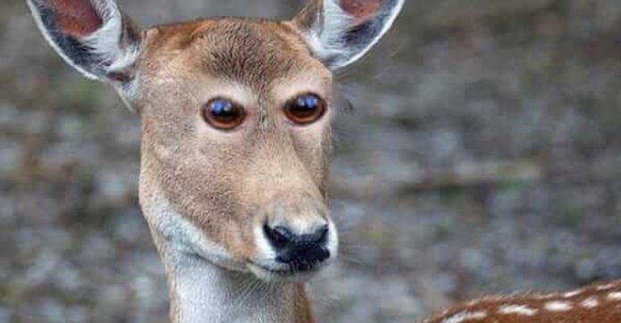 8 Animals Would Look Like This If They Had Eyes In The Front! #8 Gave Me A Nightmare!