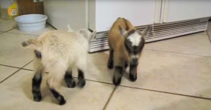 Six Day Old Pygmy Goats Are So Happy They…