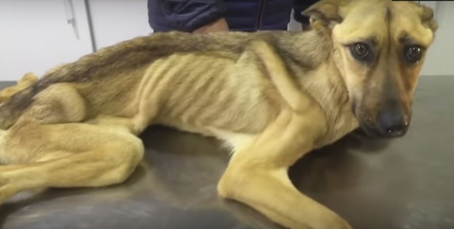 She Was Literally Just Skin And Bones! This Dog’s…