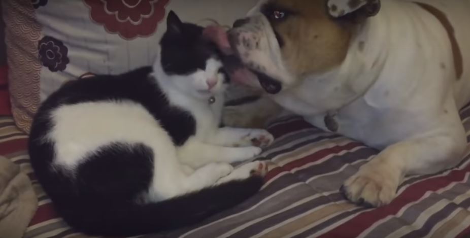 Pooch Gives Cat BFF An Awesome Tongue Bath… Then…