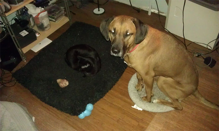 12 Sad Dogs Whose Beds Were Stolen By Their…