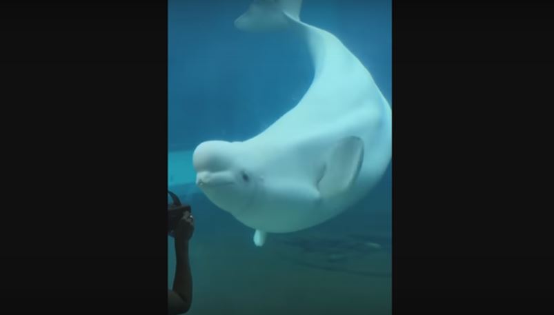 Someone Plays The Music Box To This Baby Beluga. What Happens Next? Adorable!