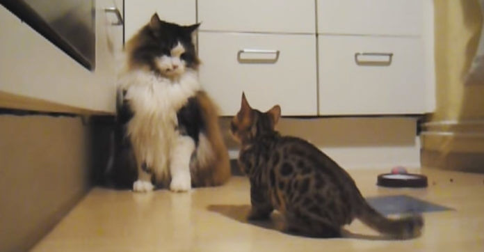 Tiny Kitten With A Massive Ego Takes On A…