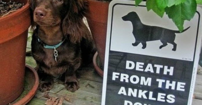 15 Beware Of Dog Signs That Are Literally Breaking…