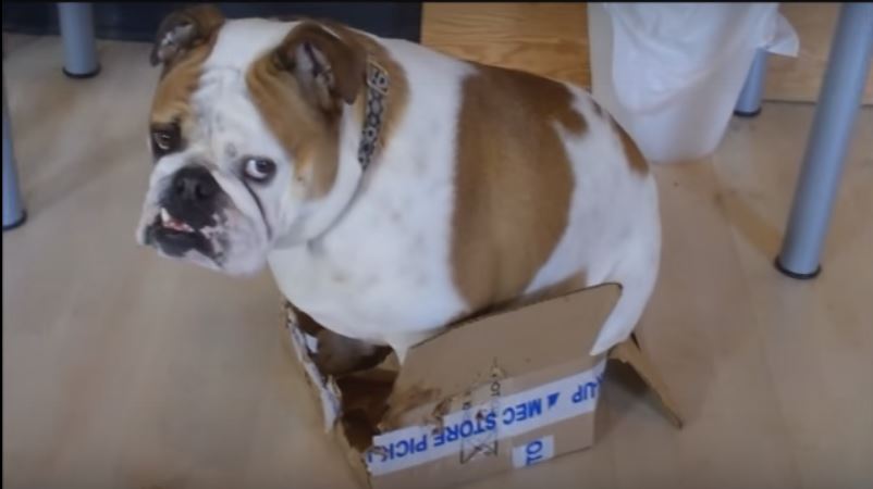 Despite Having Bigger Options, This Dog Decides To Lounge…