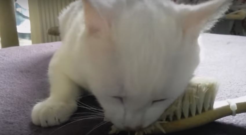 For This Kitty, Hairbrush Is Life! Don’t Judge Him.